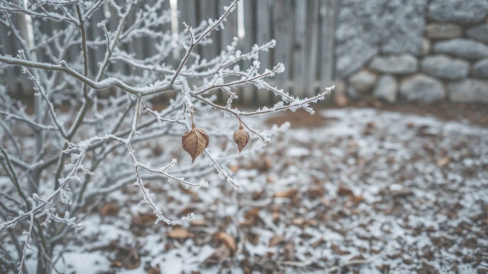 Jakie są mrozoodporne cechy ma wiciokrzew zaostrzony?