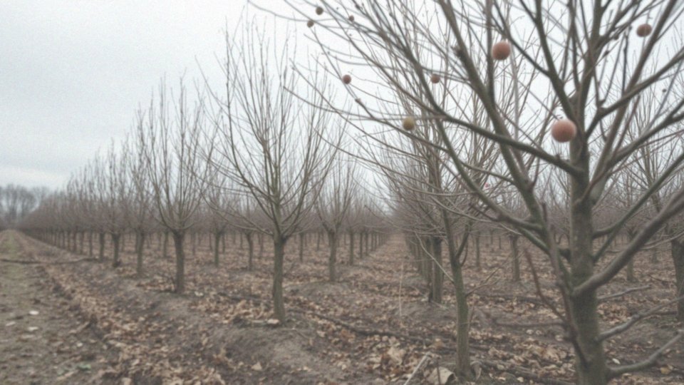 Jakie są skutki niewłaściwego cięcia drzew brzoskwiniowych?